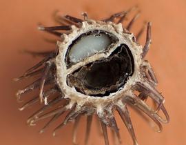   Fruit, seed:   Xanthium strumarium , showing dissected fruit with seed intact; Photo by D. Walters and C. Southwick, Table Grape Weed Disseminule ID
